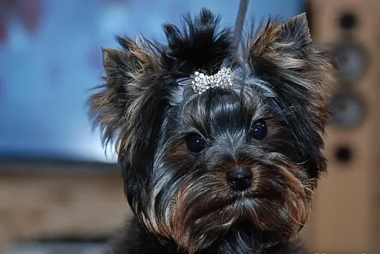 YORK*YORKSHIRE TERRIER*Śliczna sunia* metryka - ZK