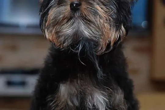 YORK*YORKSHIRE TERRIER*Śliczna sunia* metryka - ZK