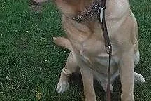 Mars -biszkoptowy labrador czeka na dom,  kujawsko