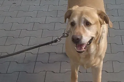 Mars -biszkoptowy labrador czeka na dom,  kujawsko