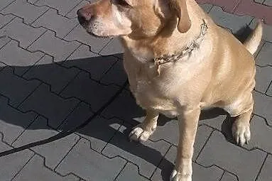 Mars -biszkoptowy labrador czeka na dom,  kujawsko