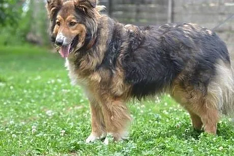 Rex osierocony szuka nowego domu,  małopolskie Kra