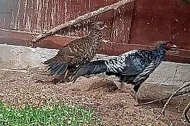 Kiściec nepalski para (bażanty)