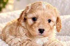Cockapoo ostatni szczeniak piesek Jogi