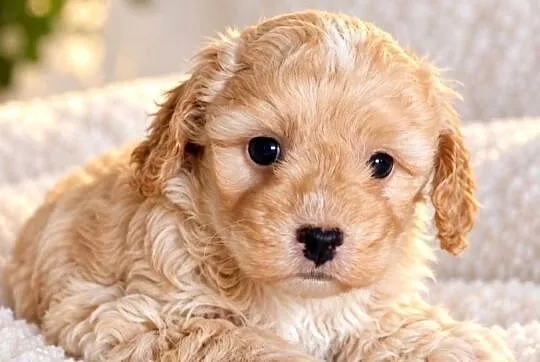 Cockapoo ostatni szczeniak piesek Jogi