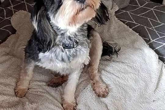 Cockapoo ostatni szczeniak piesek Jogi, Opolskie, Krapkowice