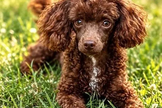 Cockapoo ostatni szczeniak piesek Jogi, Opolskie, Krapkowice