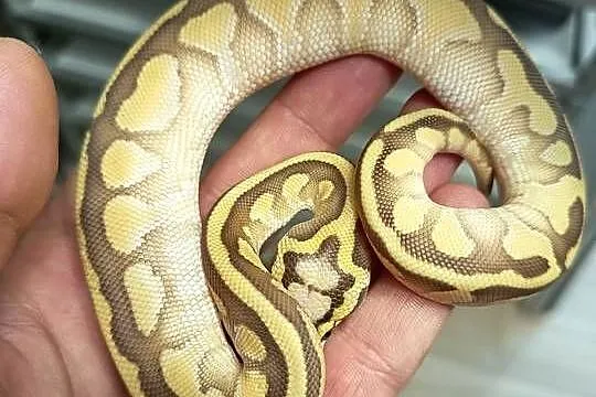 Pyton Królewski Pastel Lesser het Clown