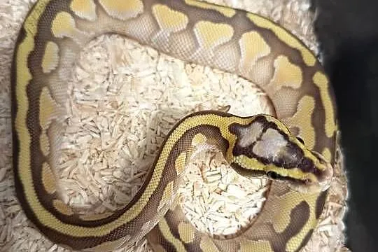Pyton Królewski Pastel Lesser het Clown, Warmińsko-mazurskie, Elbląg