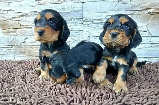 Śliczne Szczenięta Cocker Spaniel Angielski