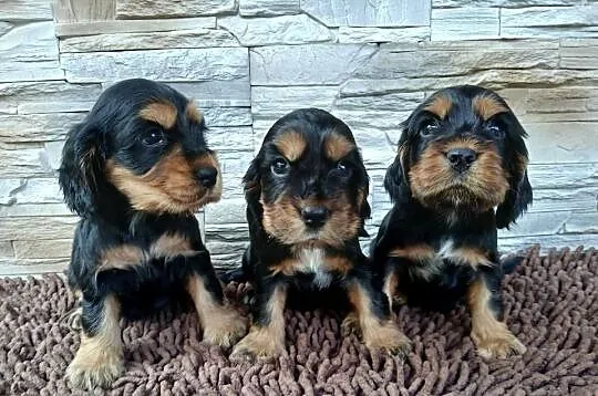 Śliczne Szczenięta Cocker Spaniel Angielski, Łódzkie, Sieradz