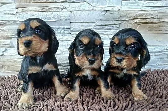 Śliczne Szczenięta Cocker Spaniel Angielski, Łódzkie, Sieradz