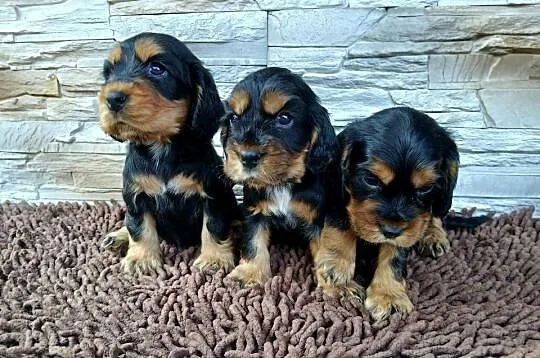 Śliczne Szczenięta Cocker Spaniel Angielski, Łódzkie, Sieradz