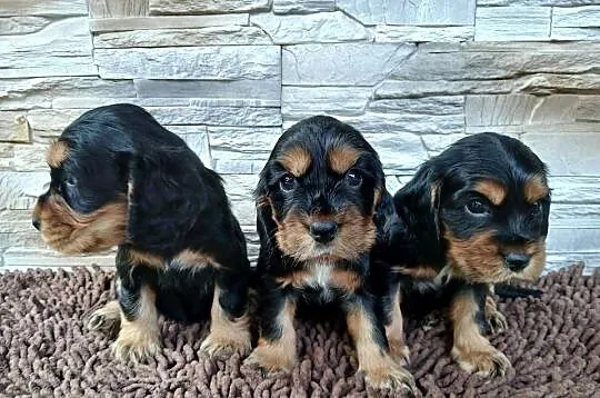 Śliczne Szczenięta Cocker Spaniel Angielski, Łódzkie, Sieradz