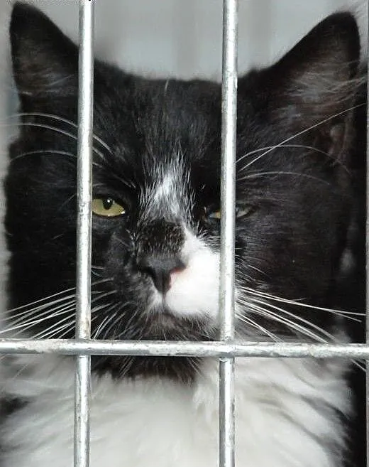 Mrunio - najmilszy kot na swiecie - ADOPCJA, mało