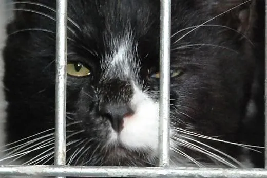 Mrunio - najmilszy kot na swiecie - ADOPCJA, małopolskie Kraków