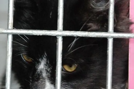 Mrunio - najmilszy kot na swiecie - ADOPCJA,  mało