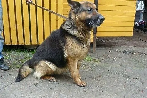 CEZAR młody Owczarek czeka na dom,  łódzkie Łódź