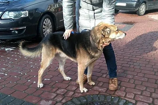 Nestor, chodząca łagodność, niesamowicie doświadcz