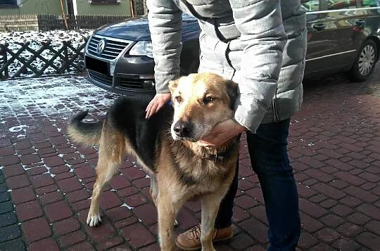 Nestor, chodząca łagodność, niesamowicie doświadcz