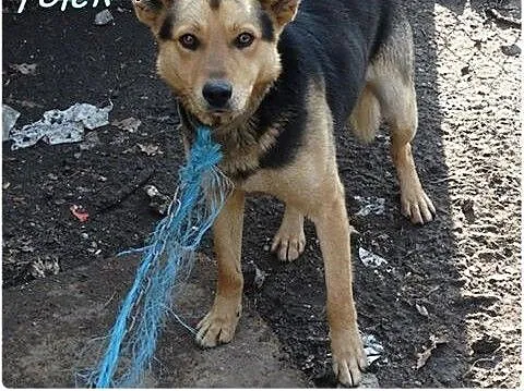 Kochany i samotny Toluś szuka domu, pomorskie Mal