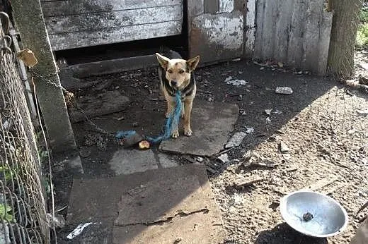 Kochany i samotny Toluś szuka domu,  pomorskie Mal