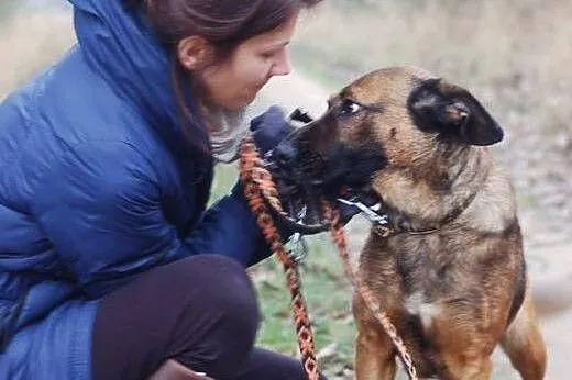 MISZA szuka domu!,  łódzkie Skierniewice
