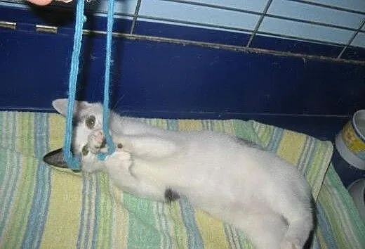 Starletka do adopcji!!!, łódzkie Łódź