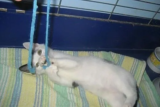 Starletka do adopcji!!!,  łódzkie Łódź