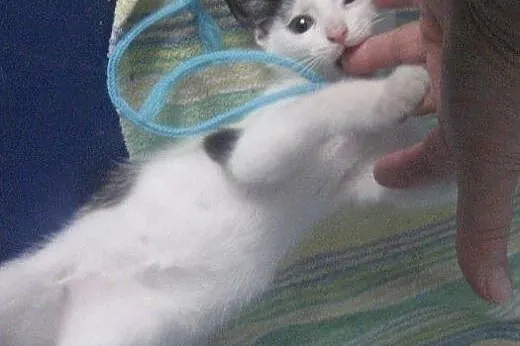 Starletka do adopcji!!!,  łódzkie Łódź