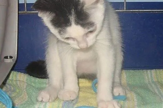 Starletka do adopcji!!!,  łódzkie Łódź