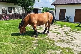 Sprzedam zrebicę