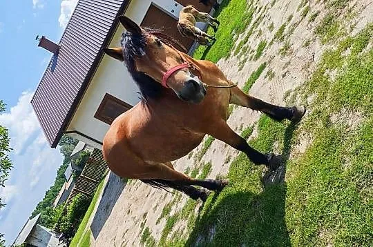 Sprzedam zrebicę, Łódzkie, Rzeczyca