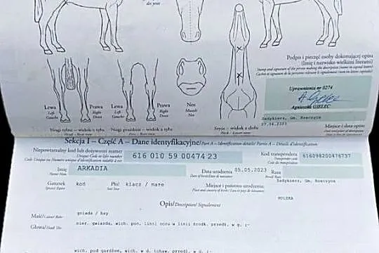 Sprzedam zrebicę, Łódzkie, Rzeczyca
