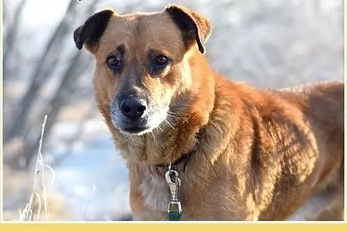 38kg,duży,spokojny,zrównoważony pies FIODOR.Adopcj