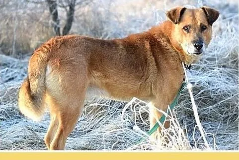 38kg,duży,spokojny,zrównoważony pies FIODOR.Adopcj