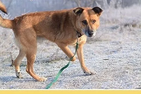 38kg,duży,spokojny,zrównoważony pies FIODOR.Adopcj