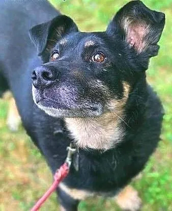 ALIK - cudowny, łagodny psiak który kocha dzieci do adopcji, mazowieckie Warszawa, Mazowieckie, Warszawa