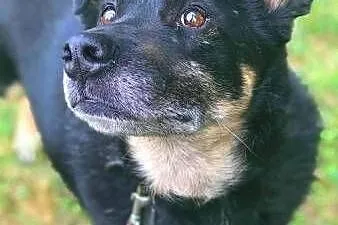 ALIK - cudowny, łagodny psiak który kocha dzieci do adopcji,  mazowieckie Warszawa, Mazowieckie, Warszawa