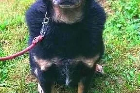 ALIK - cudowny, łagodny psiak który kocha dzieci do adopcji,  mazowieckie Warszawa, Mazowieckie, Warszawa