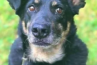 ALIK - cudowny, łagodny psiak który kocha dzieci do adopcji,  mazowieckie Warszawa, Mazowieckie, Warszawa