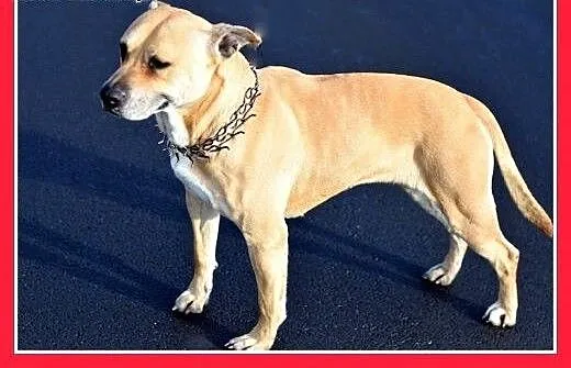 ASTA-amstaff mix,łagodna,towarzyska suczka do adop