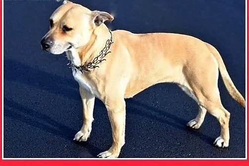 ASTA-amstaff mix,łagodna,towarzyska suczka do adop