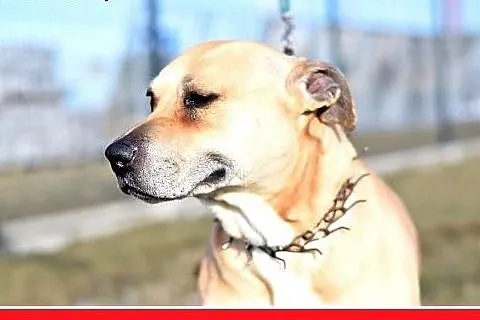ASTA-amstaff mix,łagodna,towarzyska suczka do adop