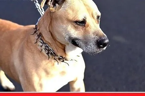 ASTA-amstaff mix,łagodna,towarzyska suczka do adop