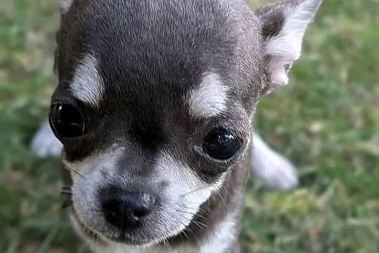 Chihuahua suczka xxs