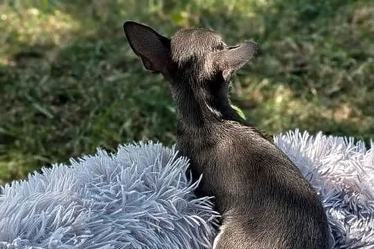 Chihuahua suczka xxs, Świętokrzyskie, Szczaworyż