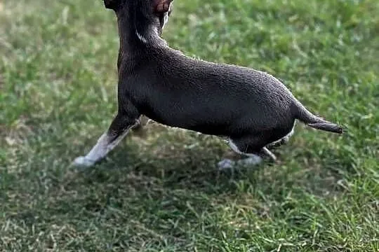 Chihuahua suczka xxs, Świętokrzyskie, Szczaworyż