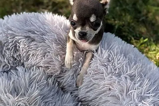 Chihuahua suczka xxs, Świętokrzyskie, Szczaworyż