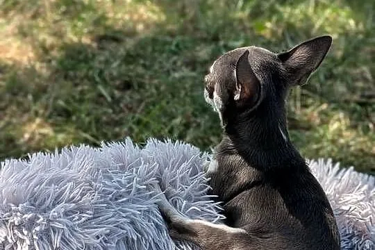 Chihuahua suczka xxs, Świętokrzyskie, Szczaworyż